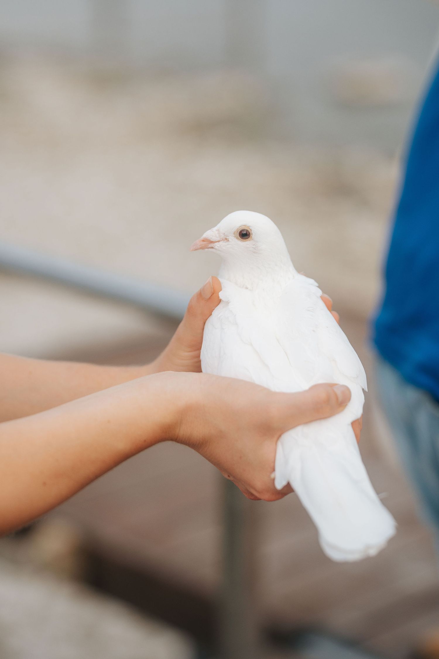 Child gently holding a white dove in both hands at an outdoor event.