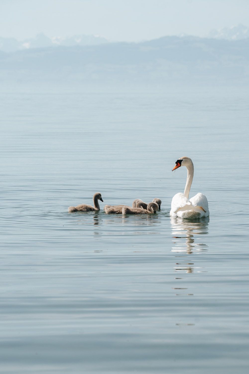 A majestic white swan swims with its cygnets in calm blue water on a misty morning.