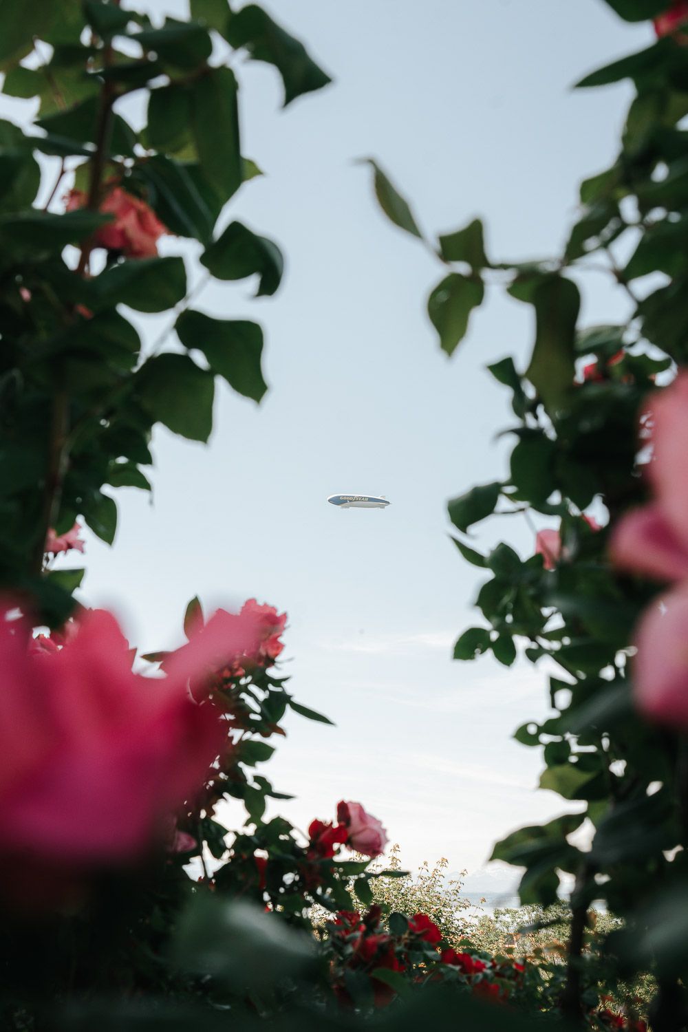 Pink flowers and leaves frame a distant UFO hovering in a hazy sky.