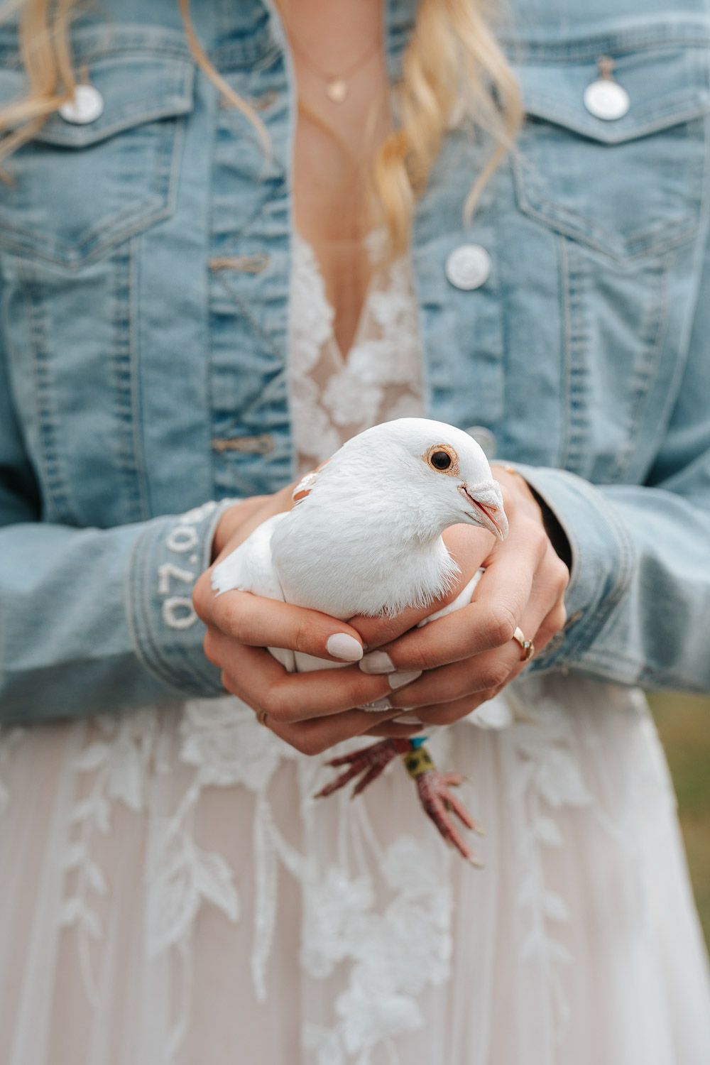 Someone in a denim jacket and white dress gently holds a small white dove in their cupped hands.