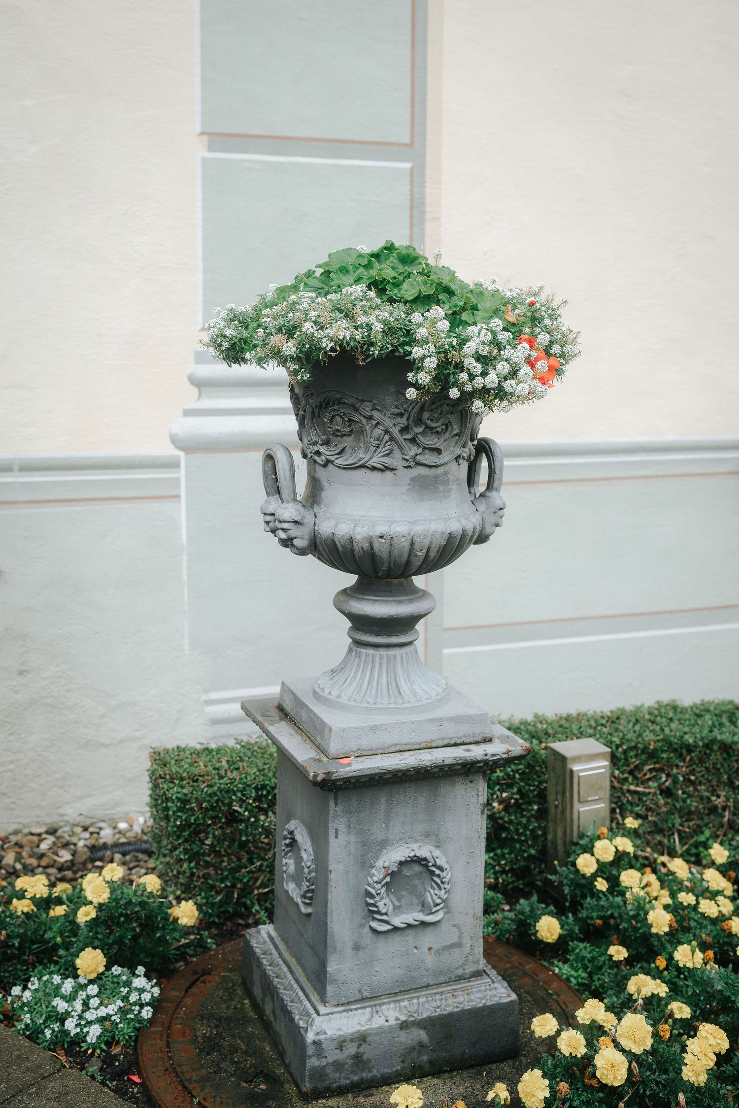 Ornate gray stone urn on a carved pedestal overflowing with white and red flowers, beside a trimmed hedge and yellow roses.