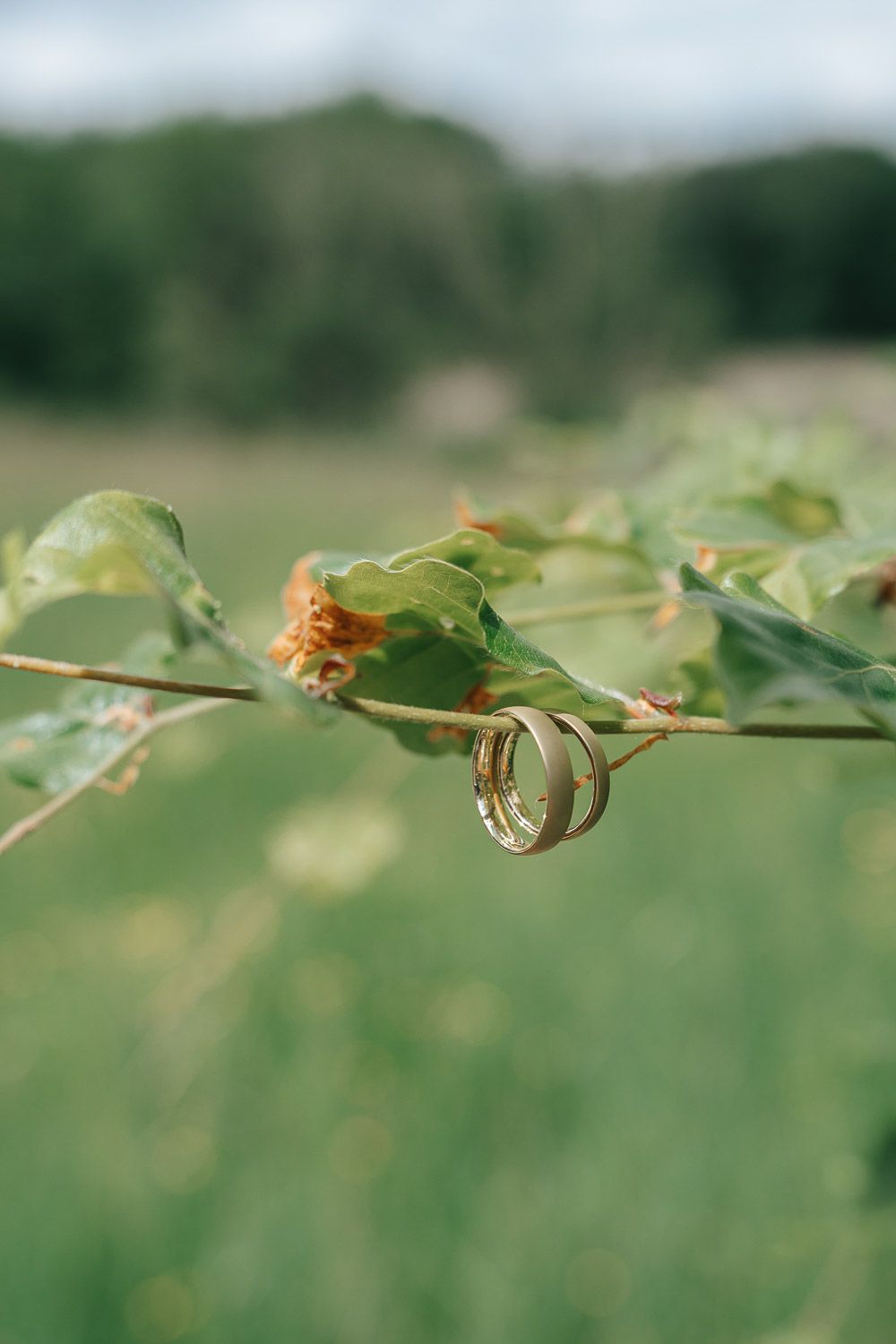 Two wedding rings balanced on a green plant stem against a soft blurred natural background in macro photography.