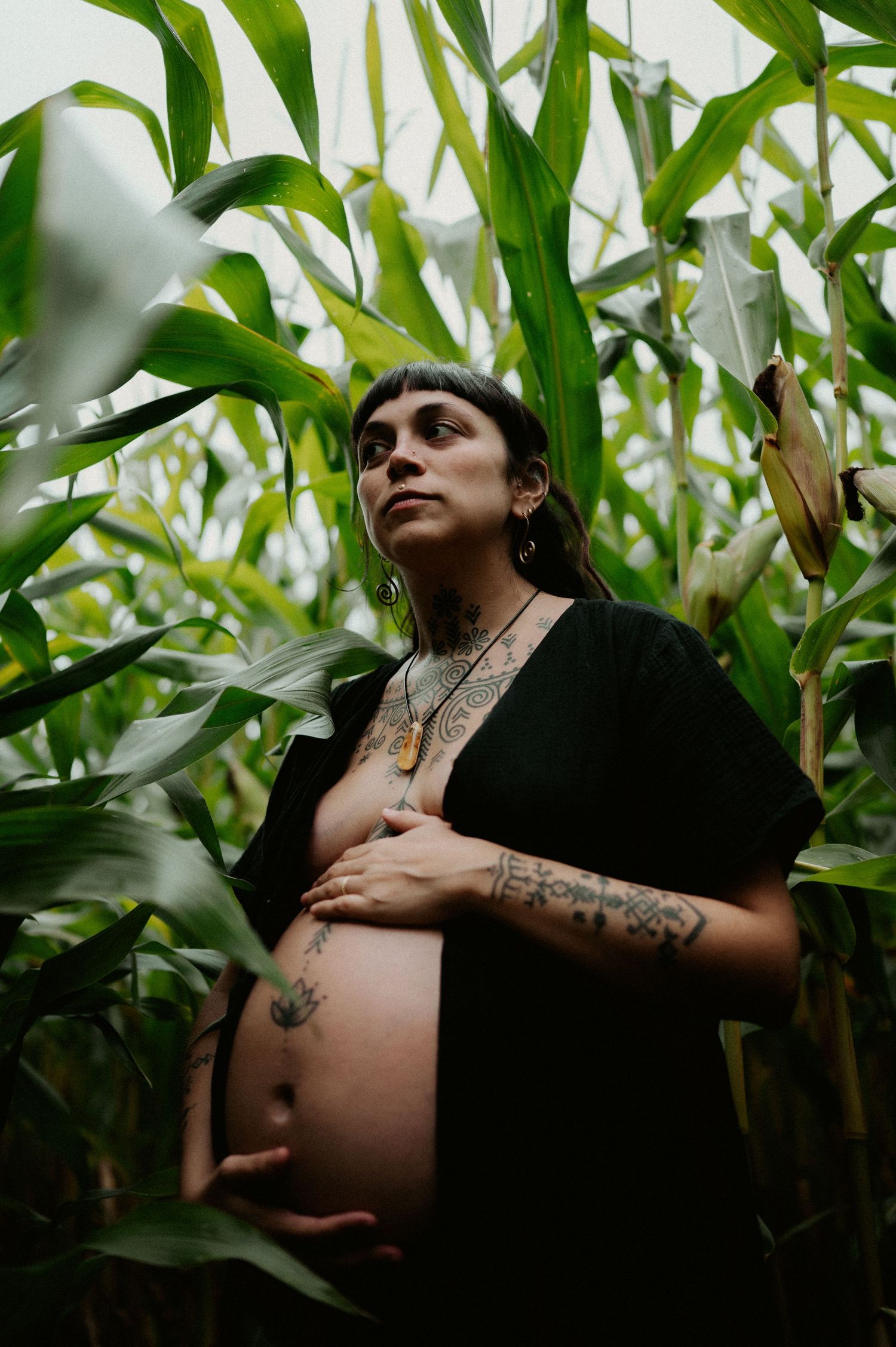 Maternity portrait among tall green corn stalks showing pregnant figure in black dress.
