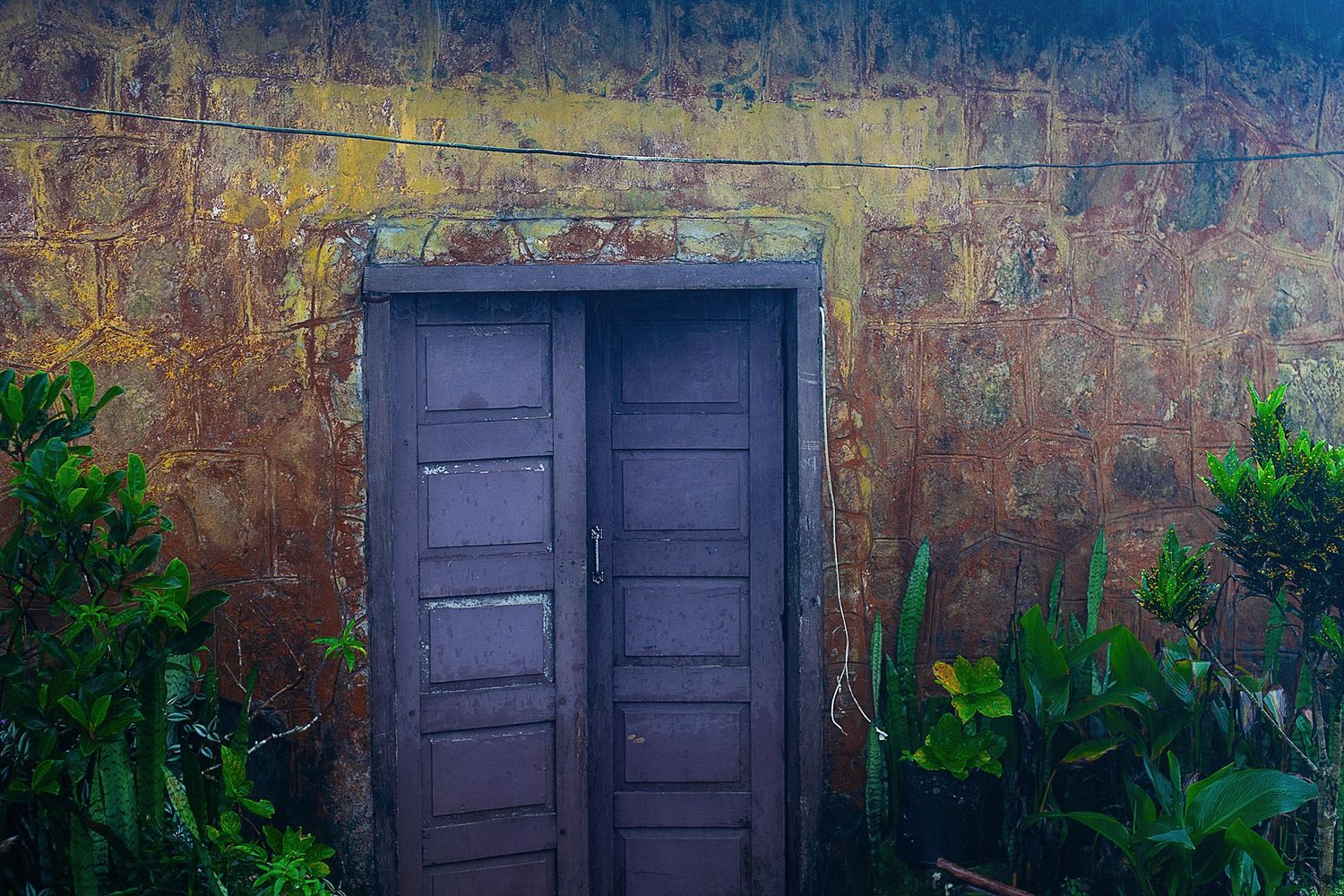 A series of dark wooden doors set against rustic stone walls with green foliage growing around them.