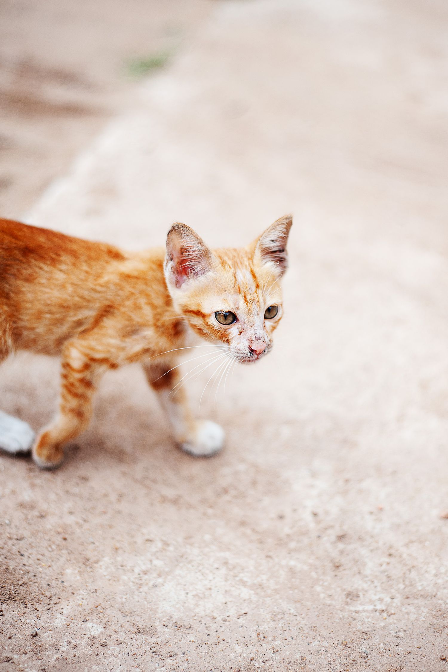 Orange and white cat lying on sandy ground with playful expression and paw outstretched.