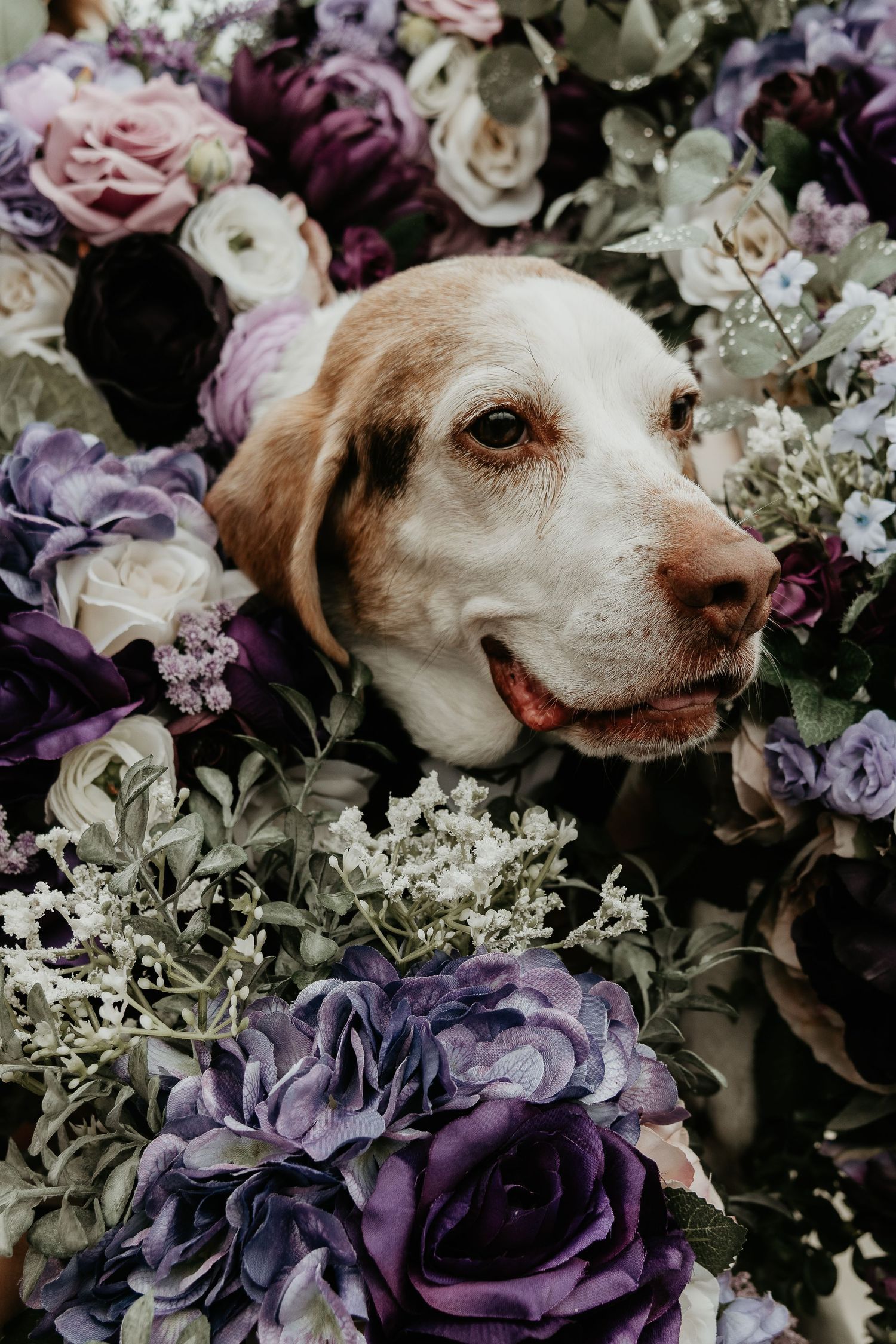 Brewerton Center of the Arts of CNY
CNY wedding venue
Brewerton NY wedding 
dog portrait in bridesmaid flowers