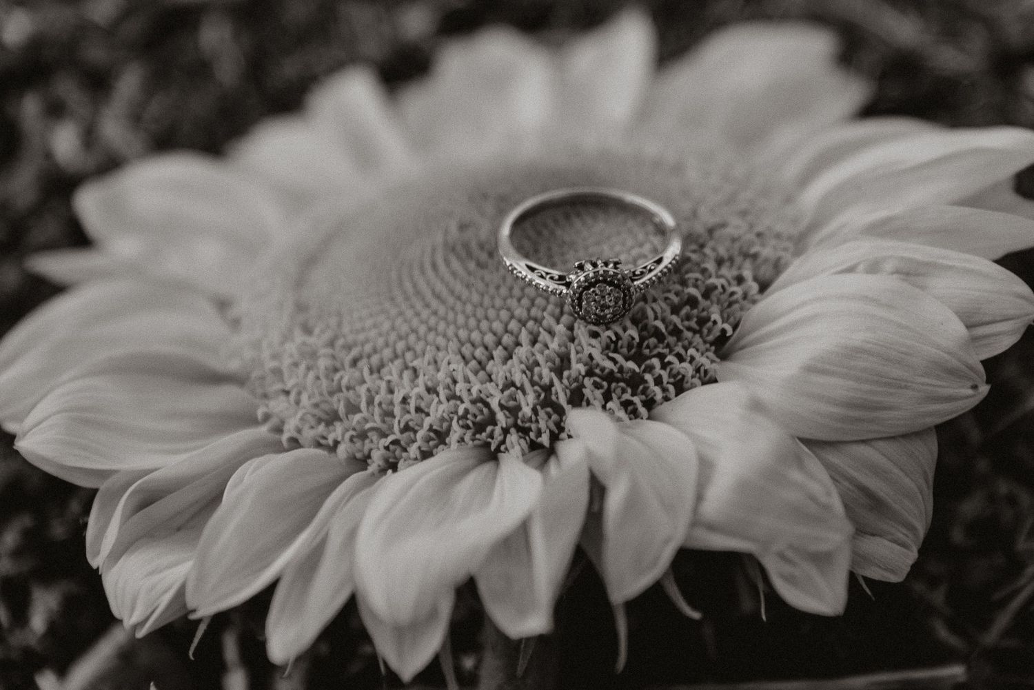engagement ring
engagement session
finger lakes couple
Phelps NY