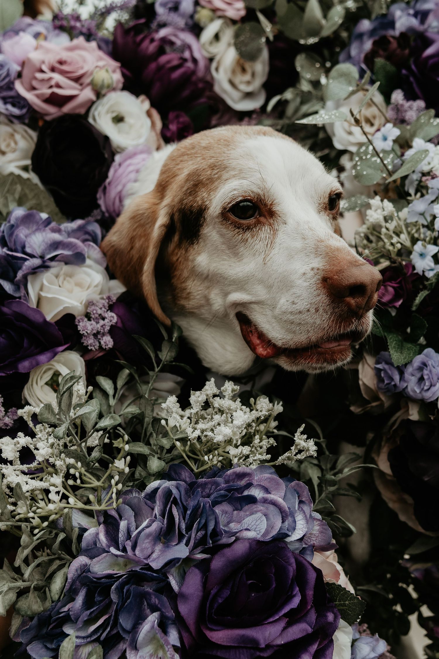dog portrait in brewerton NY wedding
Brewerton Center of the Arts of CNY
CNY weddings 
Finger Lakes wedding
