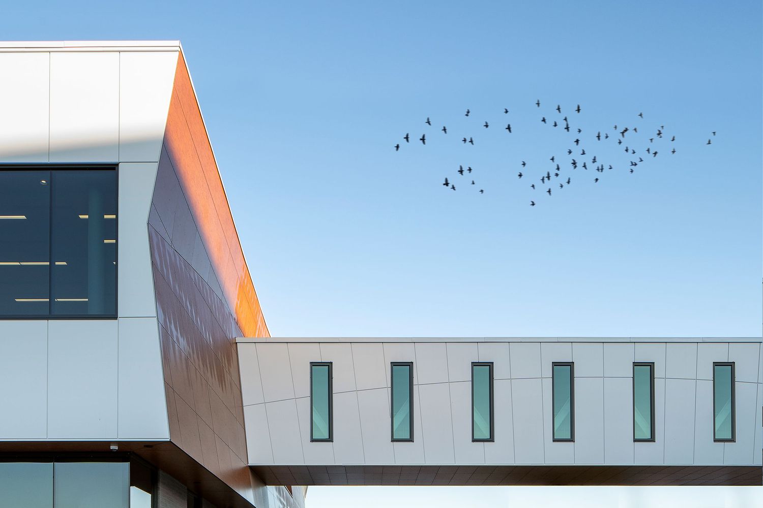 Modern white industrial building with geometric windows and orange accents against bright blue sky with birds flying overhead.