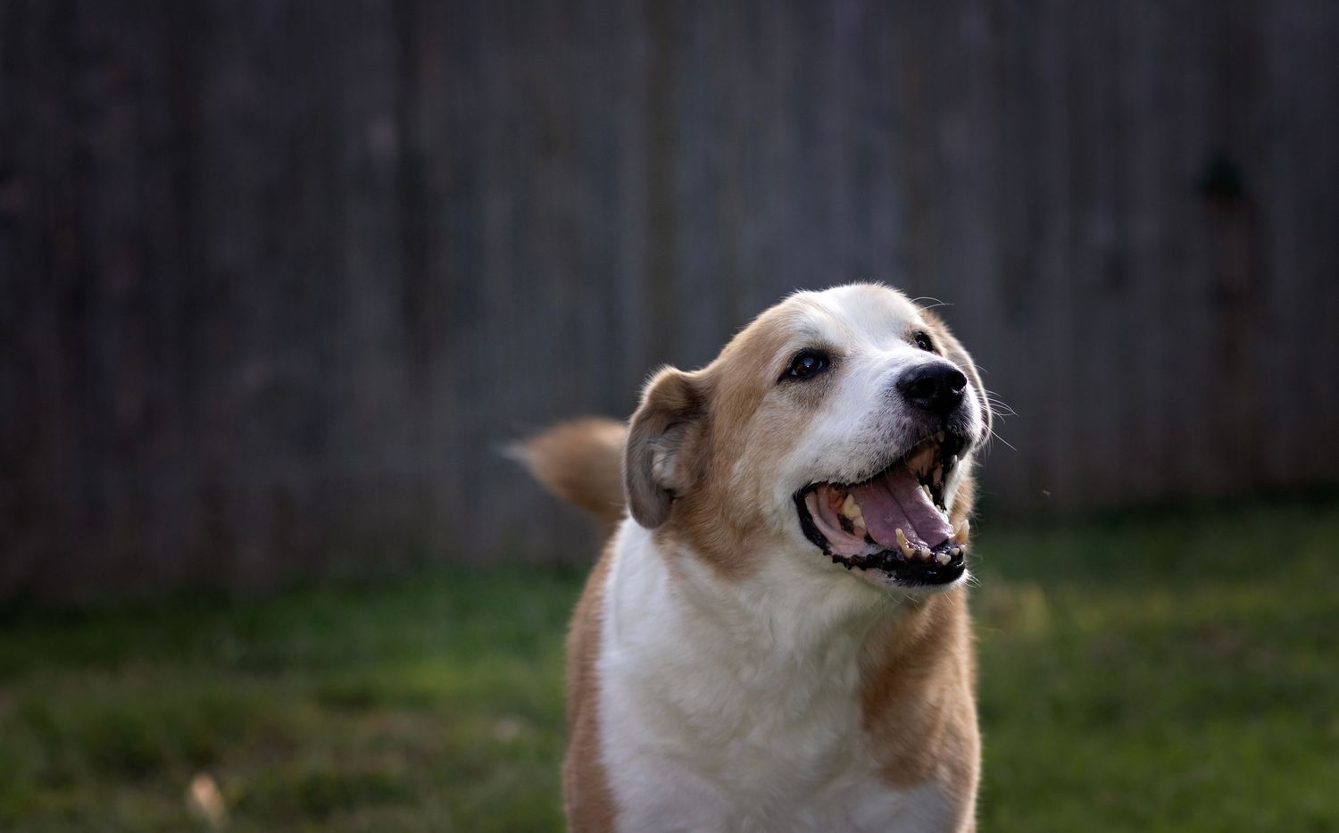 Action-oriented pet photography by Haug & Bees Media, featuring a happy, smiling tan and white dog in a grassy outdoor setting.