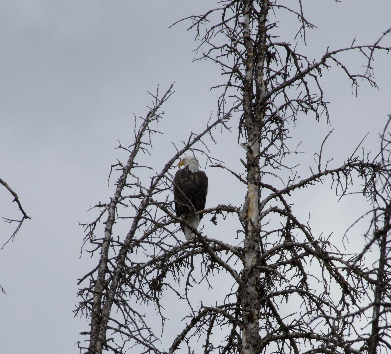 Detailed wildlife shot of a bald eagle perched on a bare, wintry tree branch against a grey sky, by Haug & Bees Media.