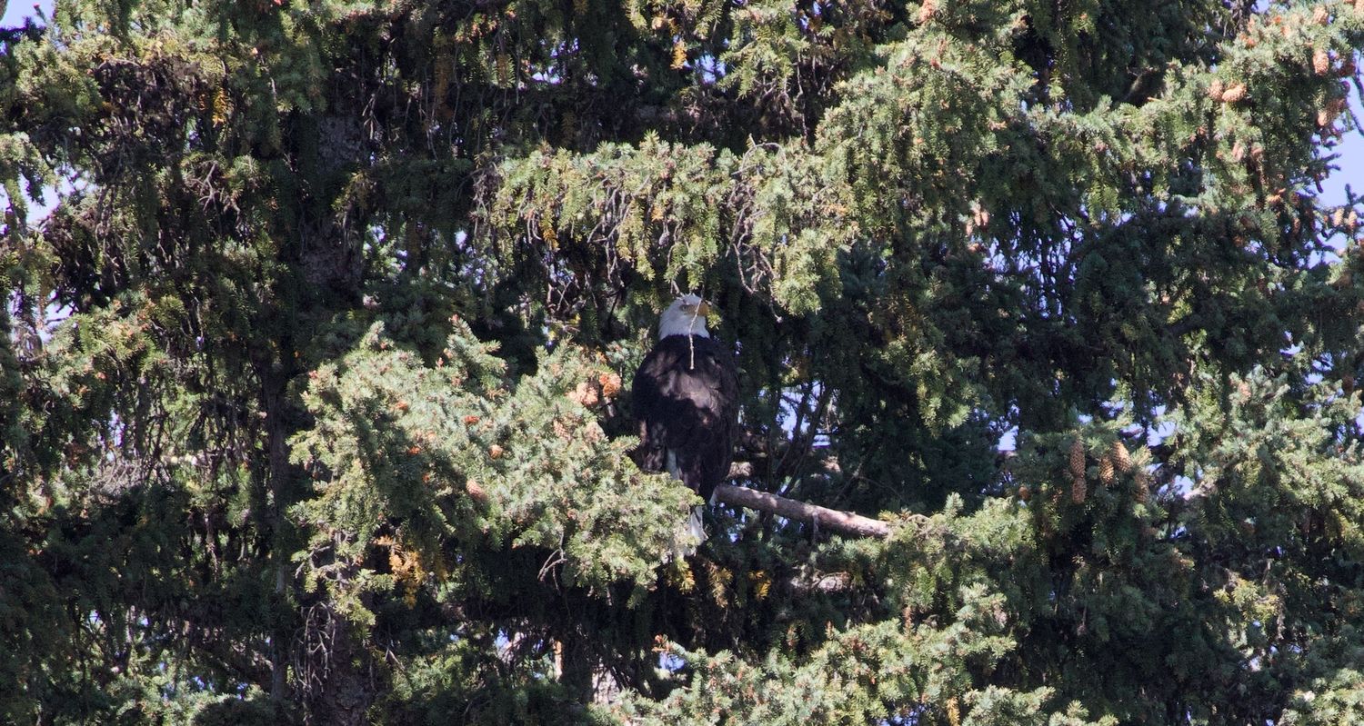 Majestic bald eagle perched high in a lush pine tree, captured by Haug & Bees Media wildlife photography.