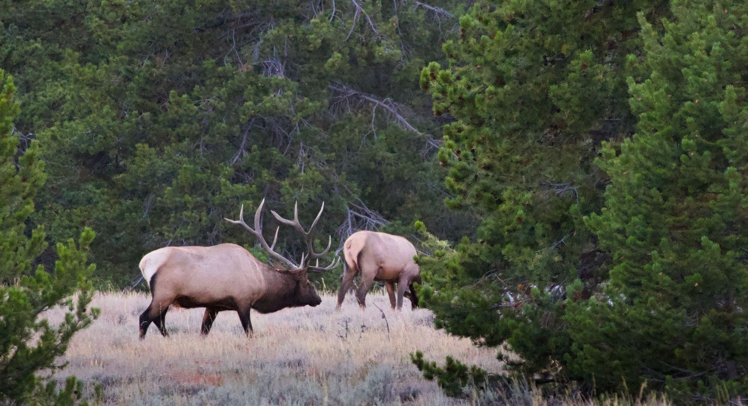 Professional wildlife photography by Haug & Bees Media of a large bull elk with impressive antlers grazing in an evergreen forest meadow.
