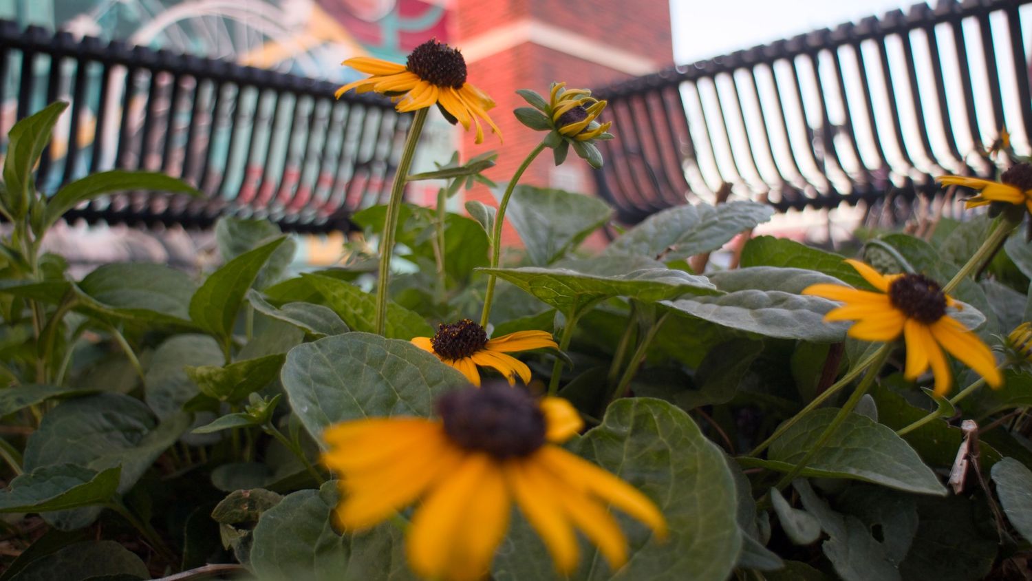 Macro photography of yellow Black-Eyed Susan flowers in a garden, highlighting detail-oriented shots by Haug & Bees Media.