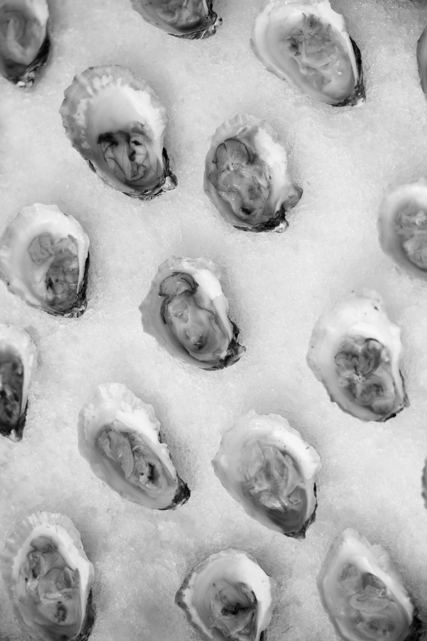 Black and white photo of fresh oysters on the half shell arranged in rows on crushed ice.
