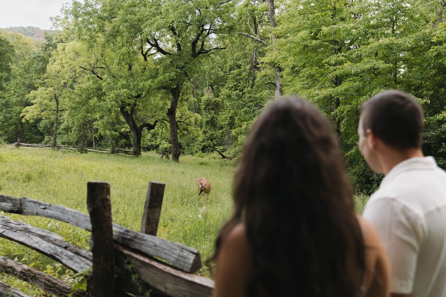 A couple stands by a rustic wooden fence watching a deer graze in a lush green meadow.