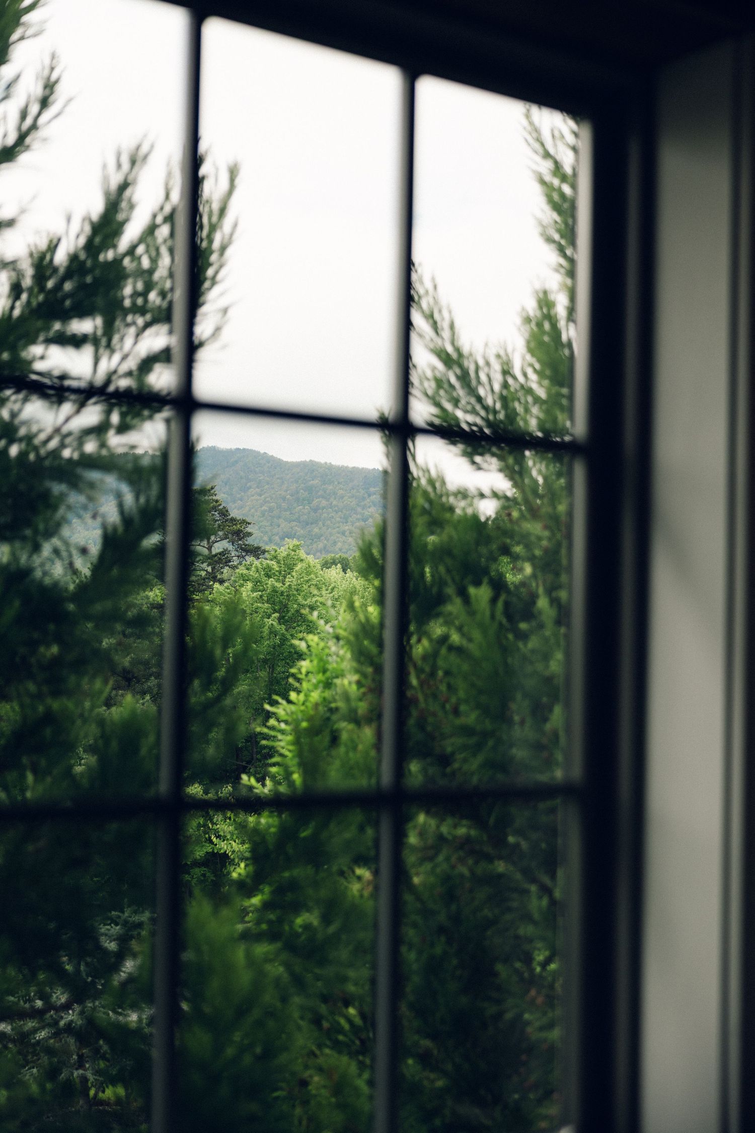 Lush green trees and rolling mountains viewed through a multi-pane window.