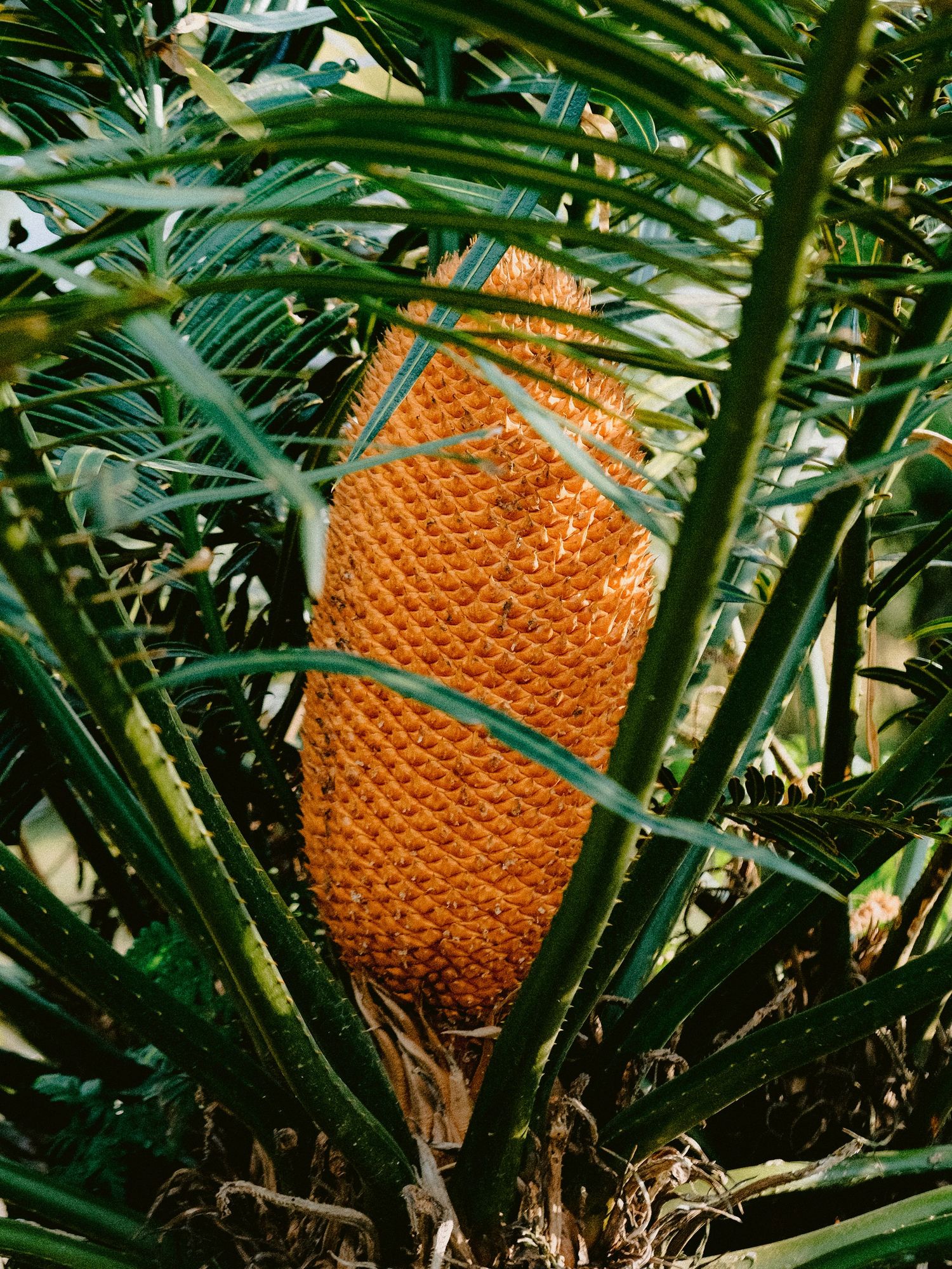 Large pineapple growing among green palm fronds in tropical setting.