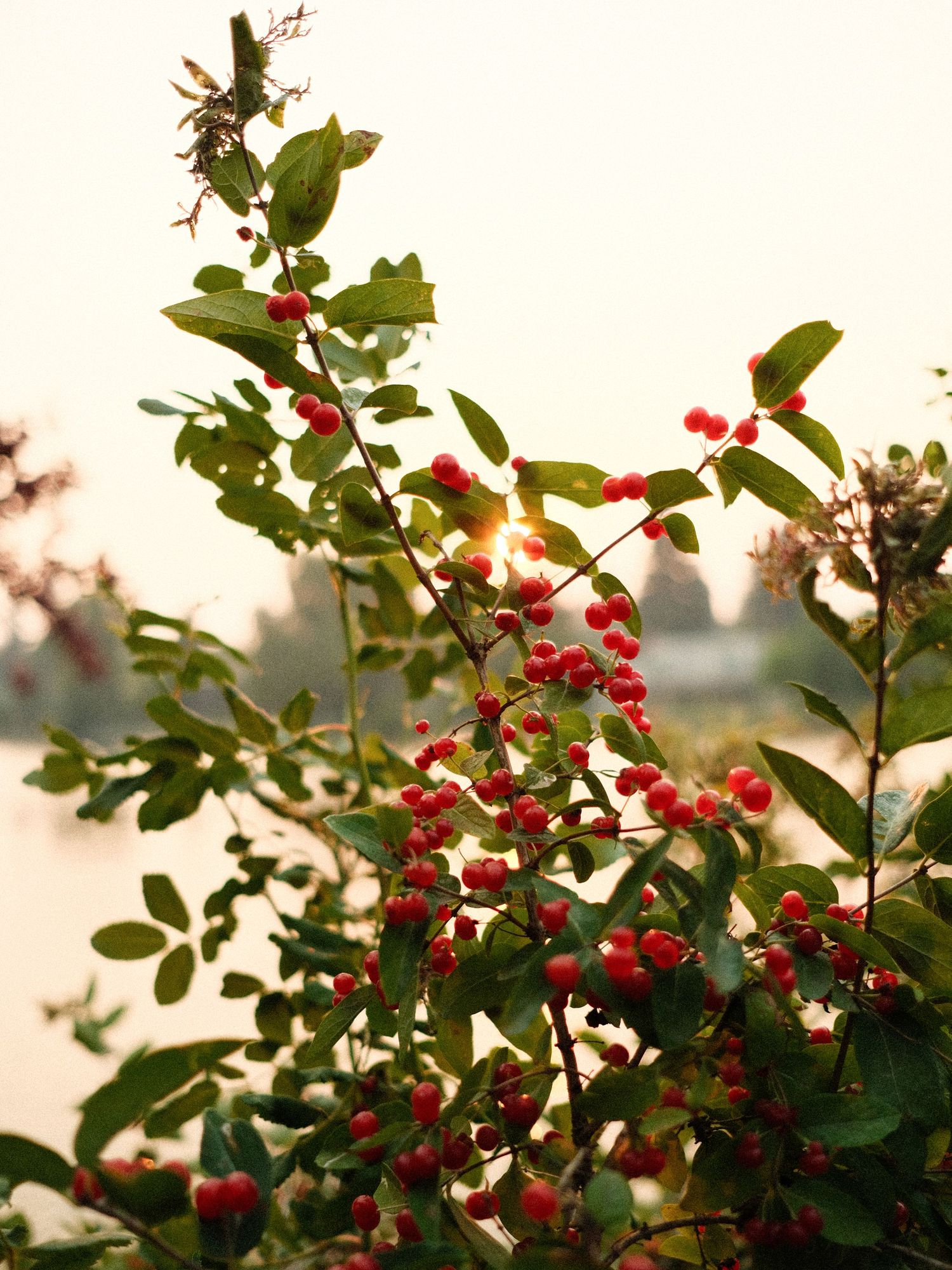 Red berries and green leaves on branches during sunset.