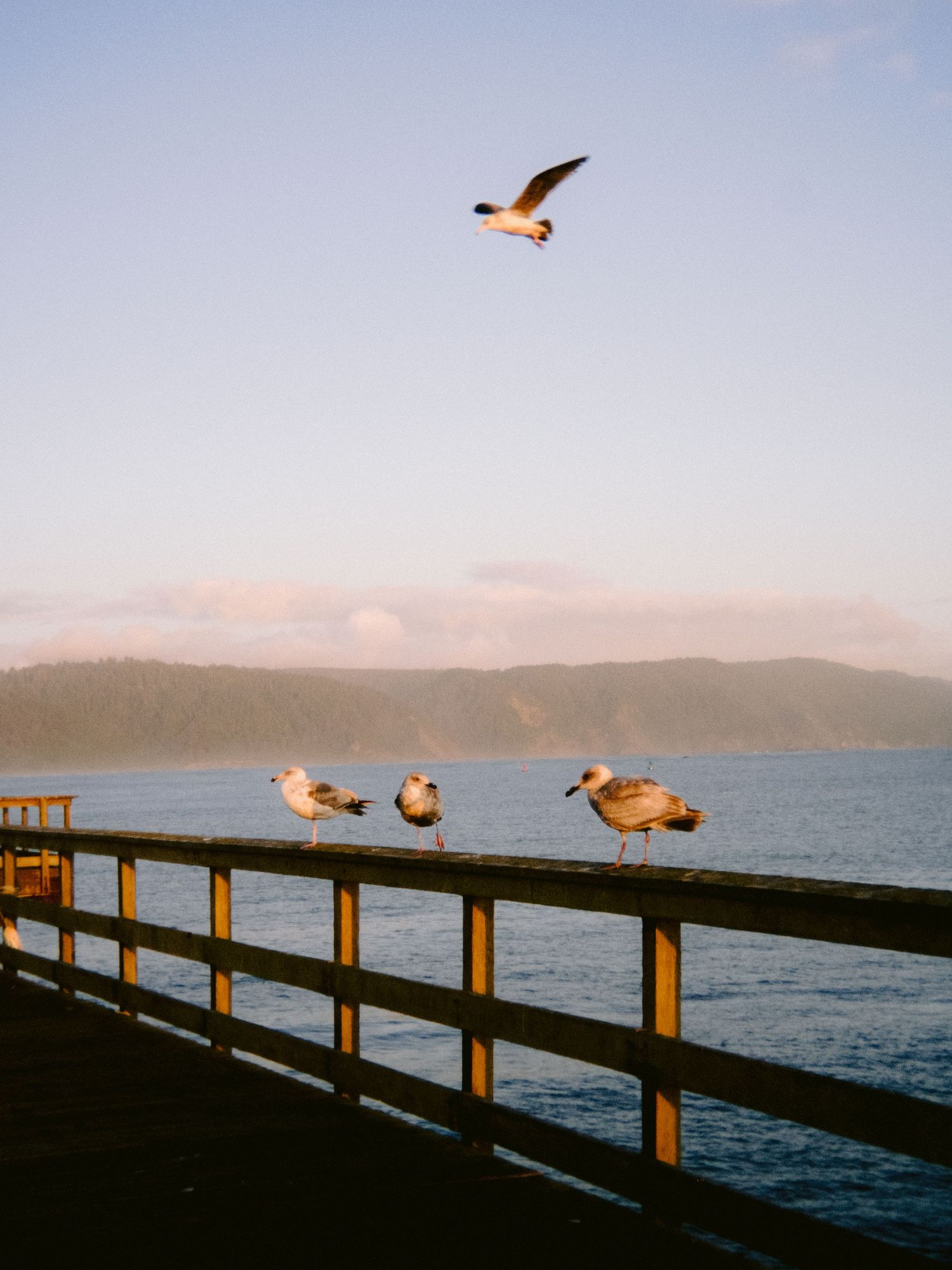 Seagulls perched on a waterfront railing at sunset with mountains in the background.