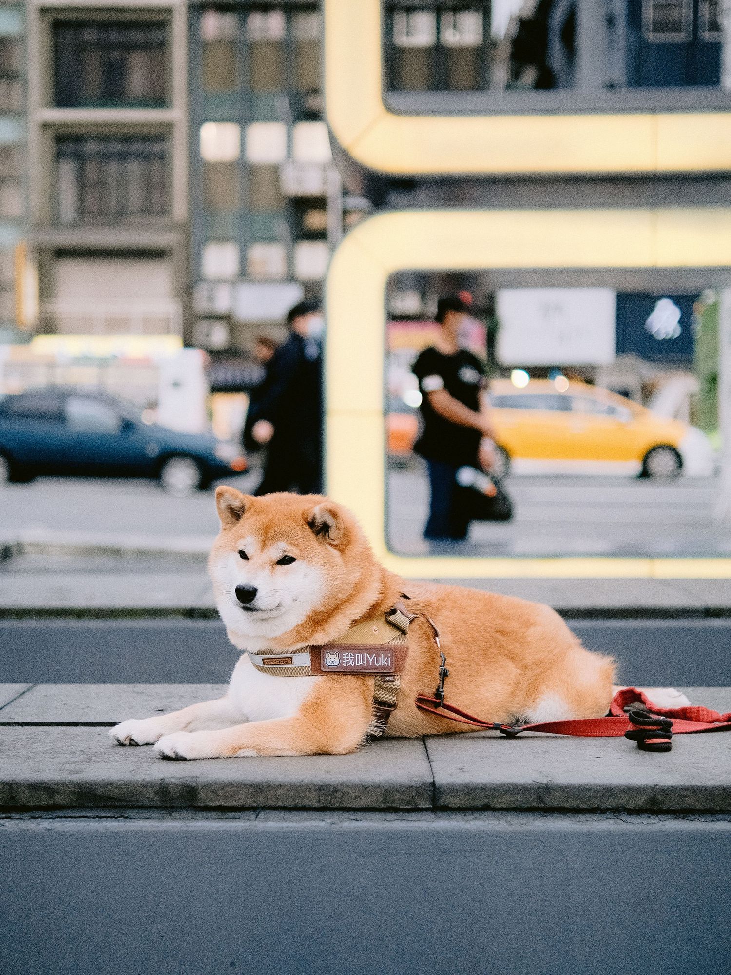Two Shiba Inu dogs resting on a sidewalk in an urban setting.