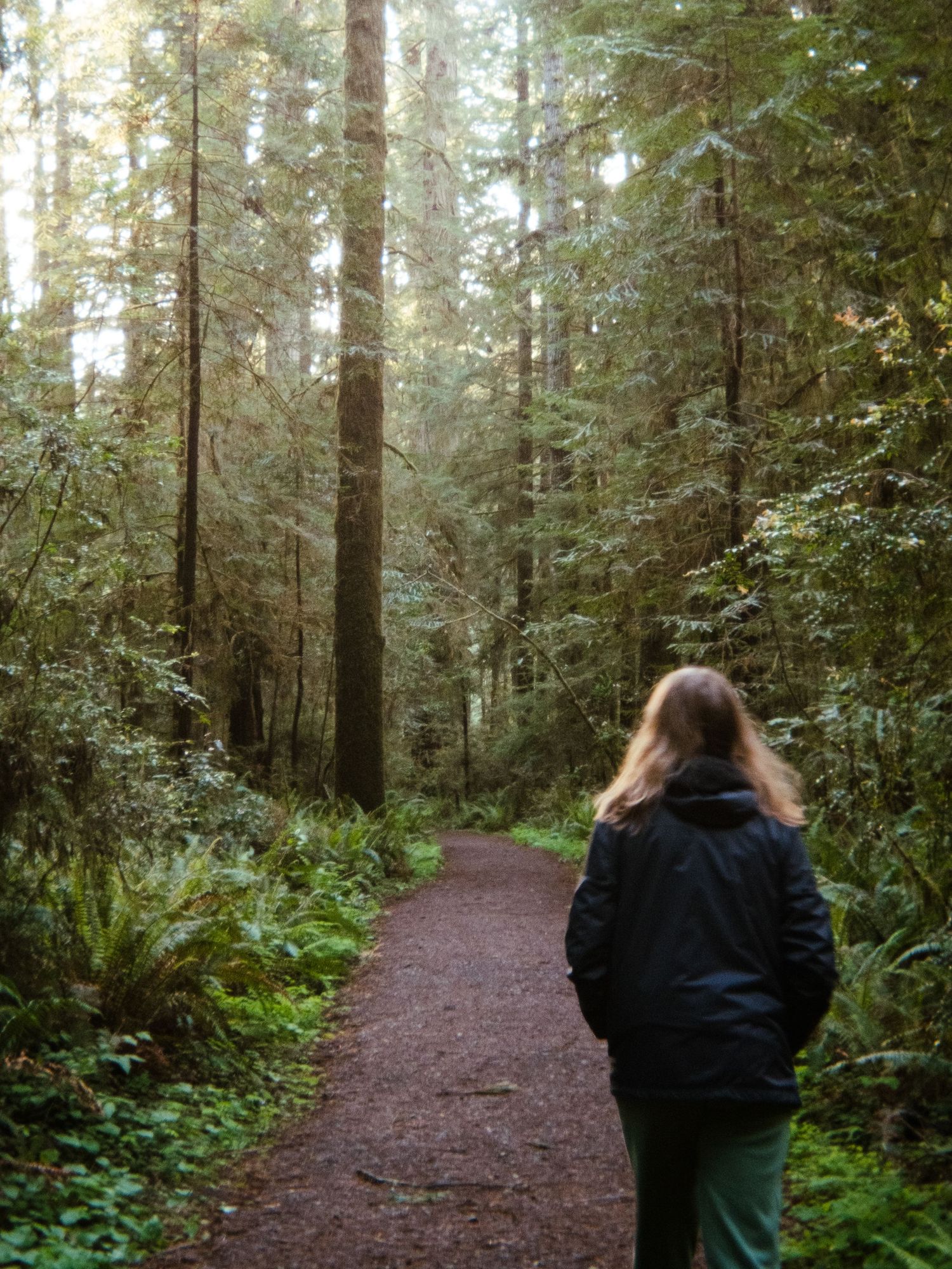 Forest trail winding through tall evergreen trees and lush undergrowth.