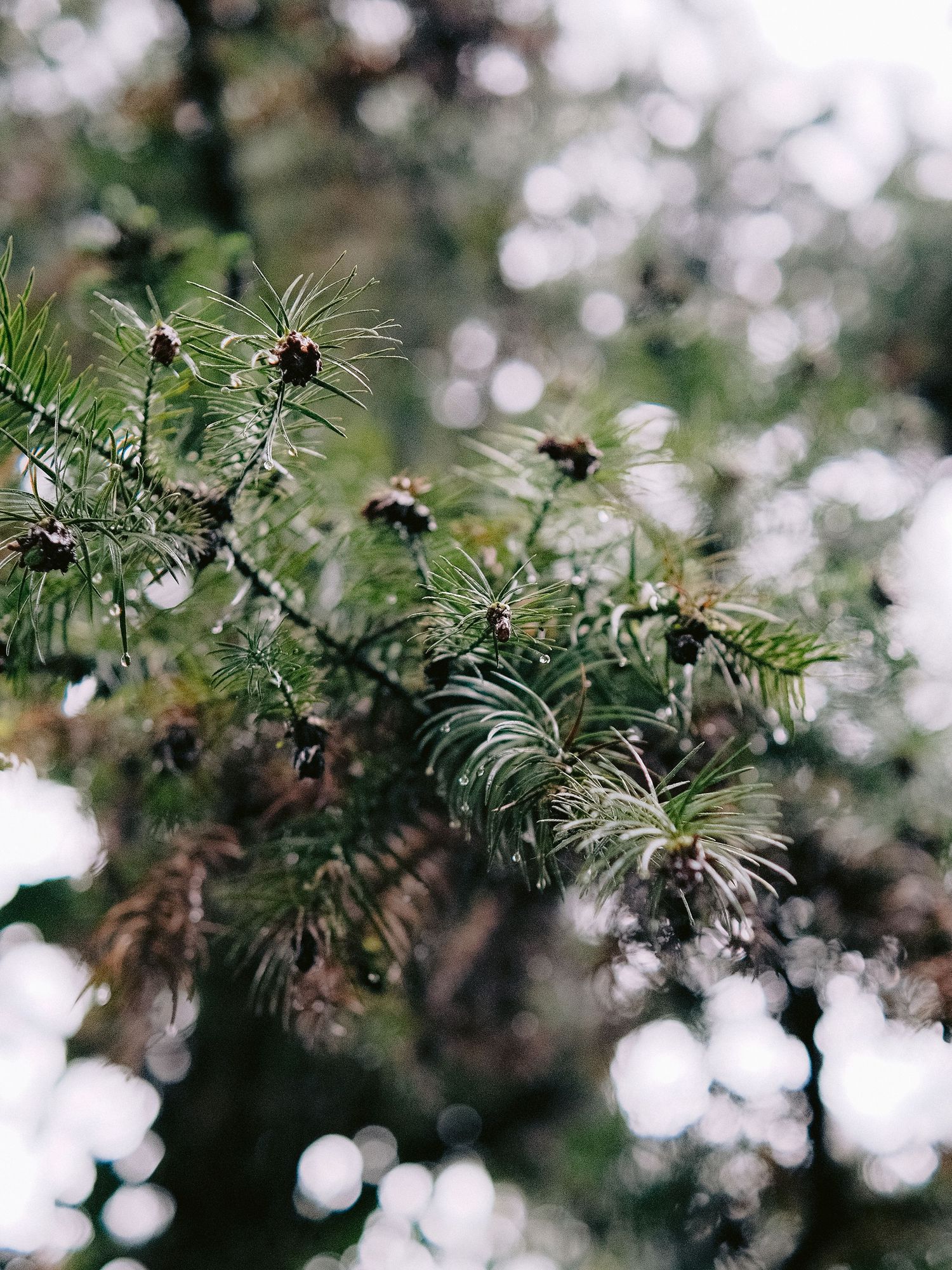 Close-up shot of delicate plant foliage with bokeh effect in the background.