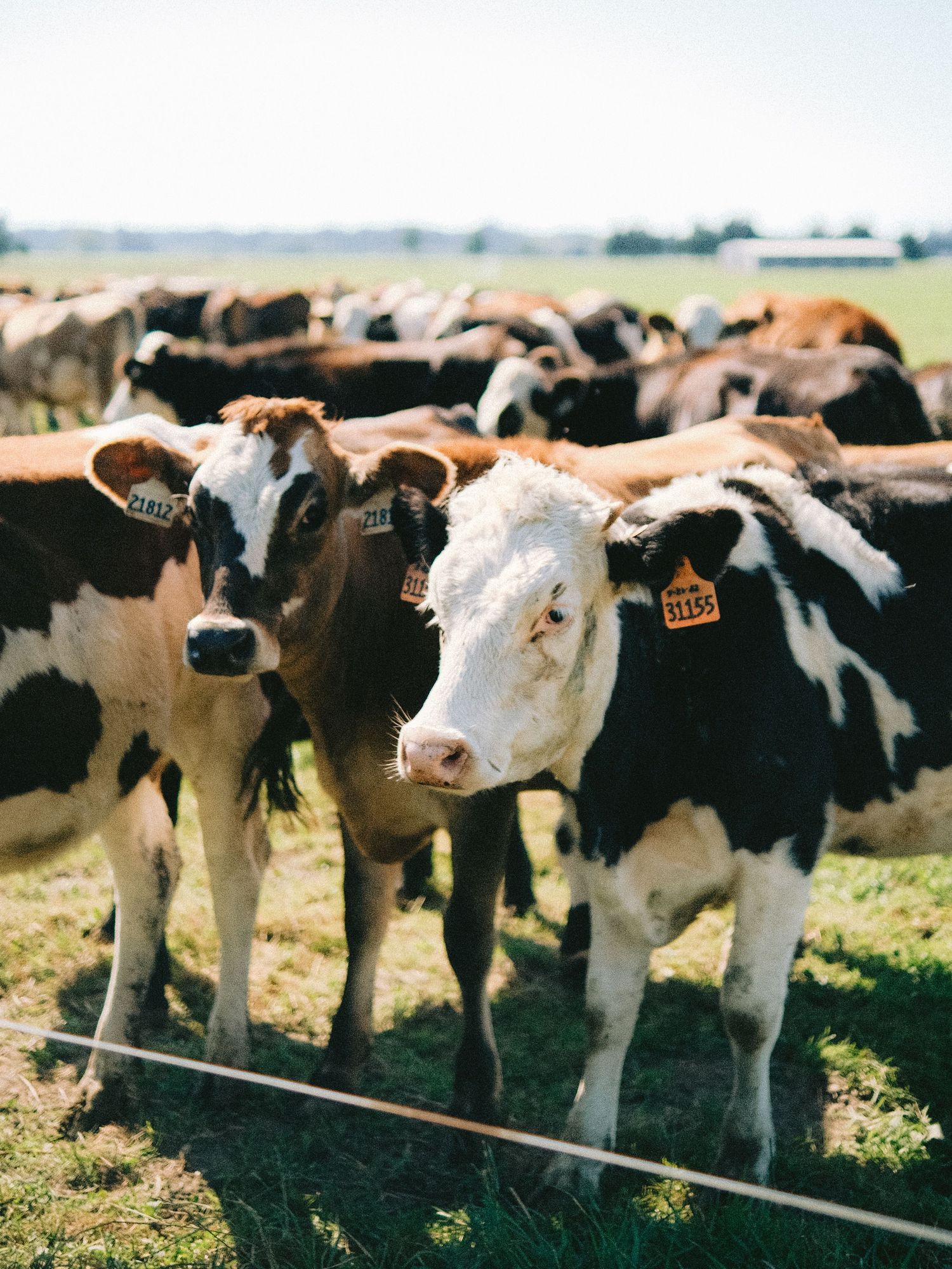 Group of young black and white dairy calves standing together in a pasture.