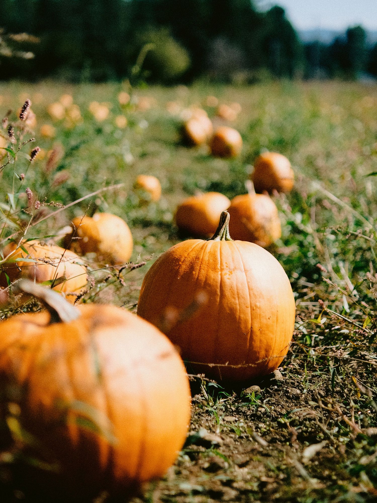 Orange pumpkins scattered across a grassy field on an autumn day.