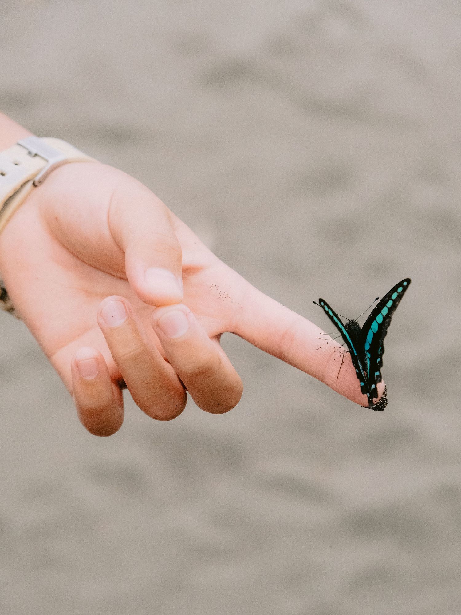 Small turquoise butterfly perched on a person's fingertip against a blurred background.