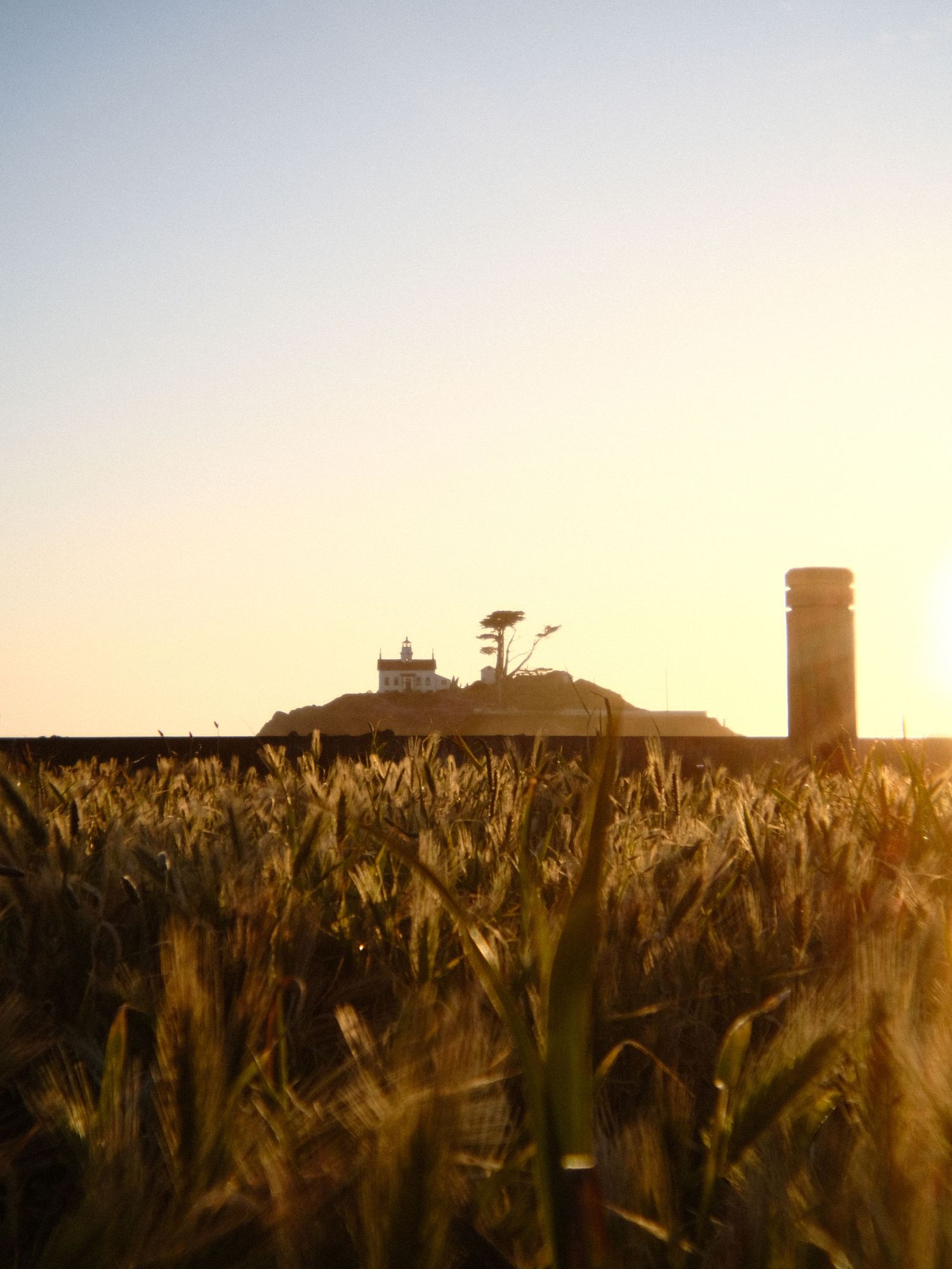 Golden wheat field at sunset with silhouettes of buildings in the distance.