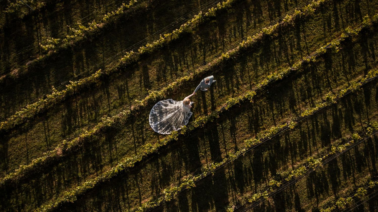 A lone vehicle travels along a steep vineyard hill featuring parallel rows of grapevines captured from above.