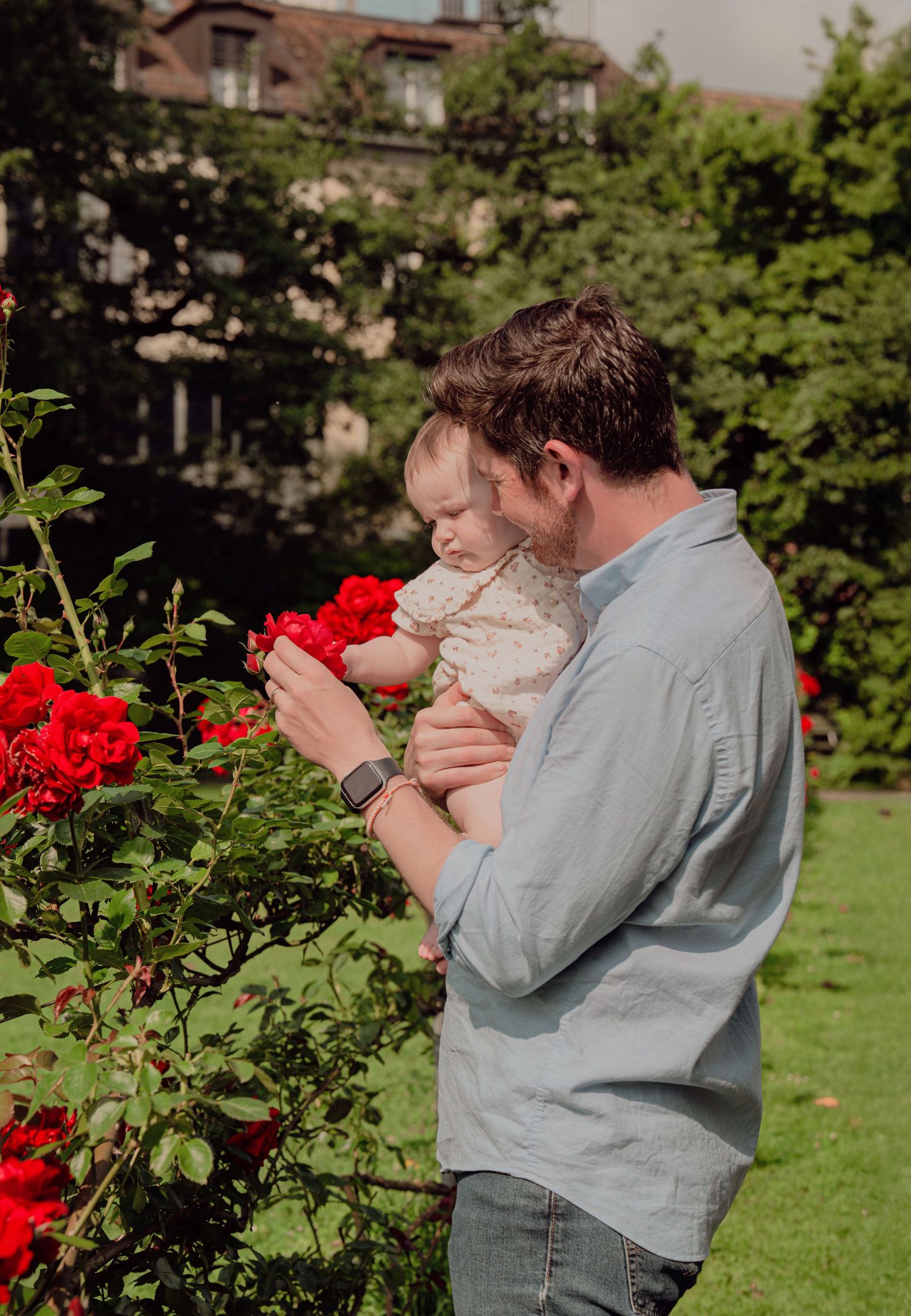 Father in blue shirt showing baby red roses in a lush garden setting.