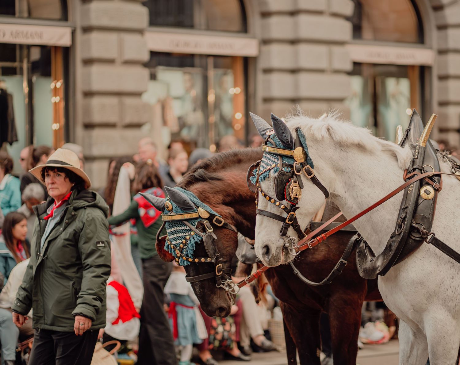 Close-up of two harnessed parade horses with decorative headgear led by a handler.