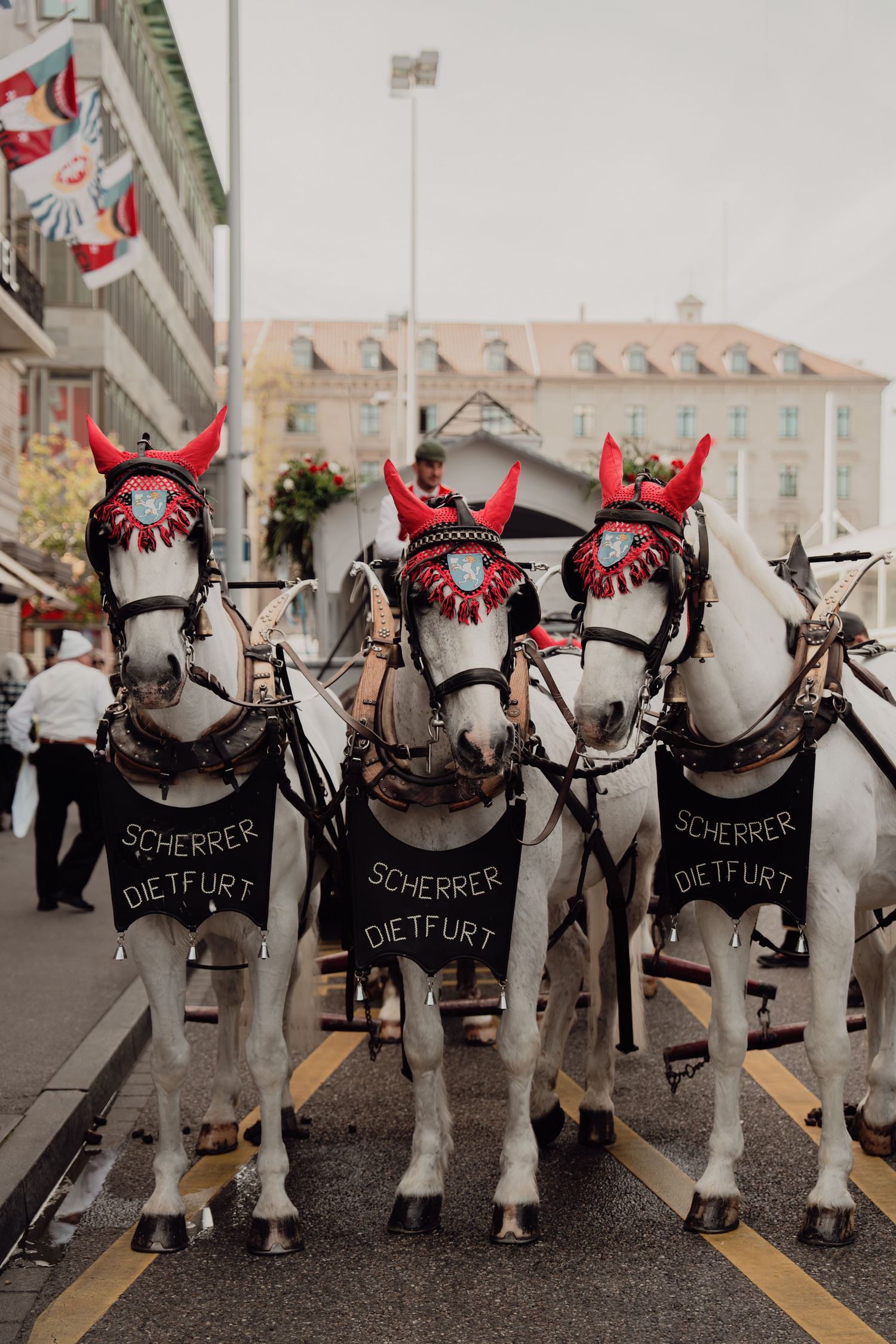 Three white horses decorated with red devil horn bonnets and Scherrer Dietfurt banners stand in a Swiss city street.