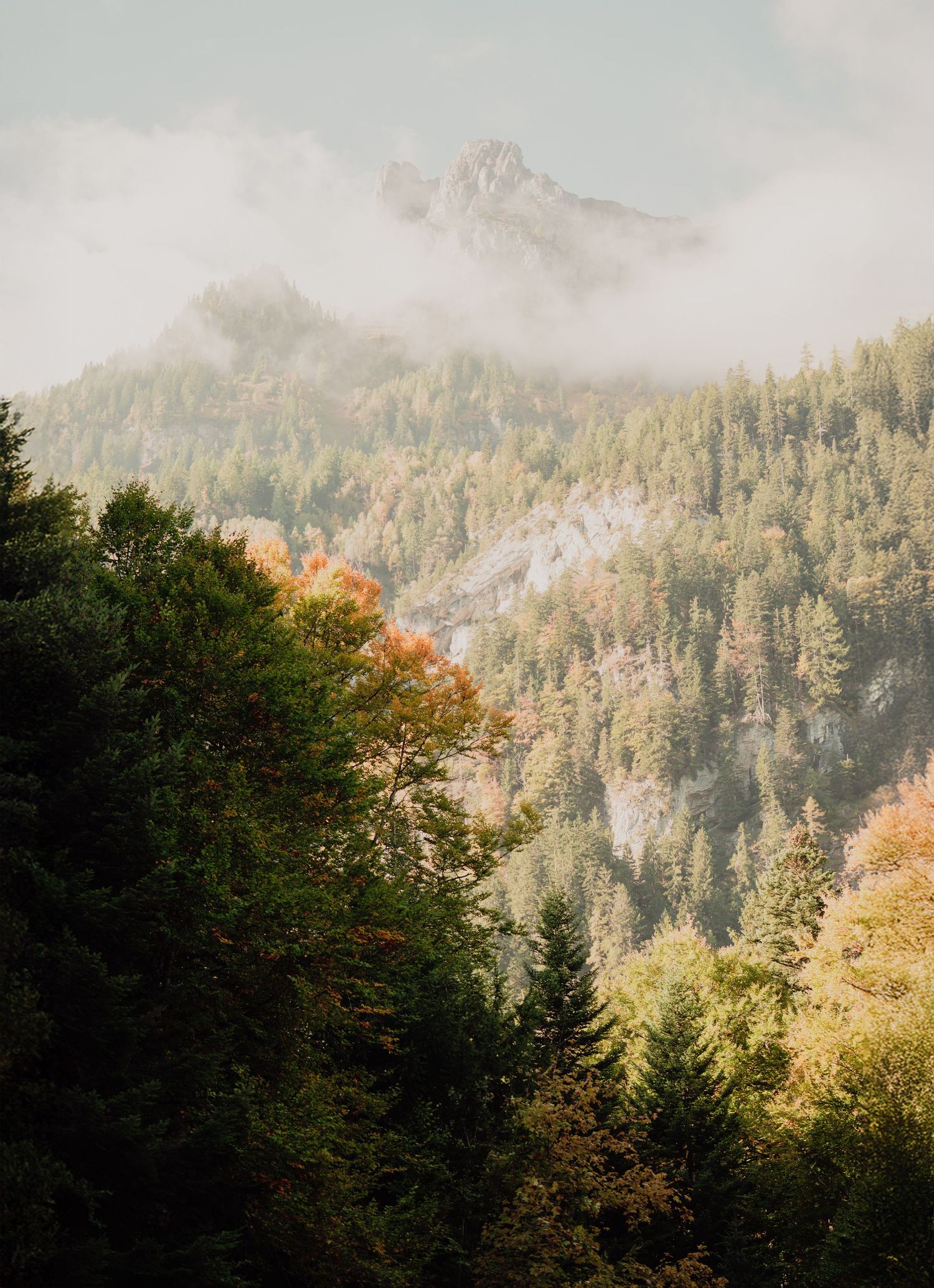 Misty autumn forest with colorful trees and rocky mountain peaks in Switzerland.