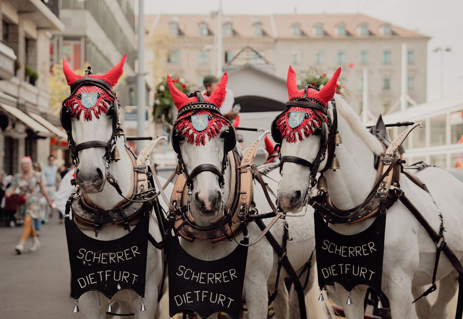 Three decorated white horses with devil horn ornaments and Scherrer Dietfurt banners.