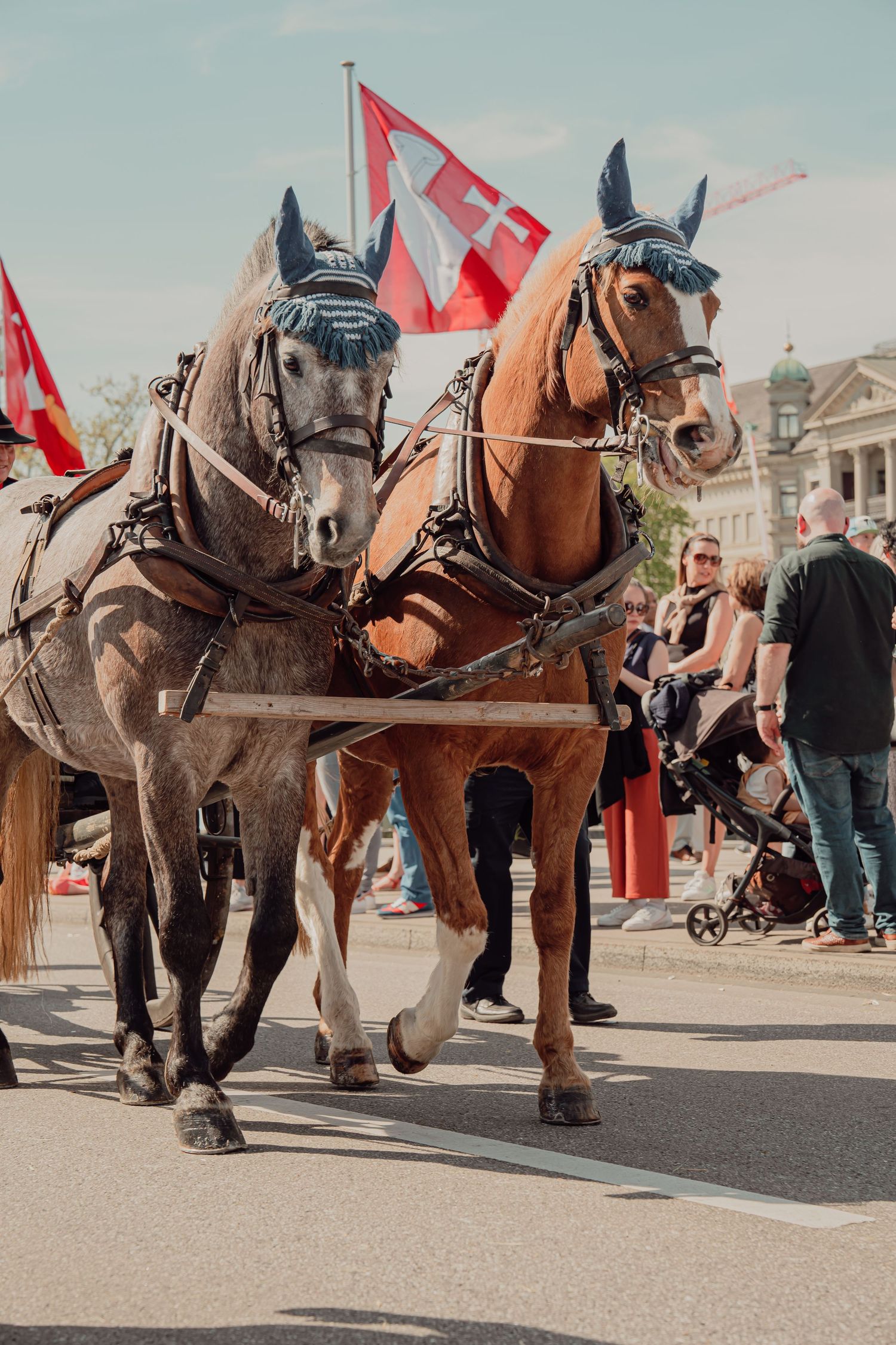 Two harnessed horses in decorative bridles trotting in a street parade with Swiss flags in the background.