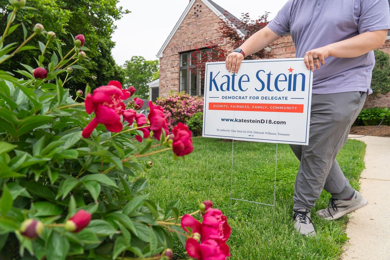 Person placing a Kate Stein Democrat for Delegate campaign yard sign among red peony flowers outside a brick home.