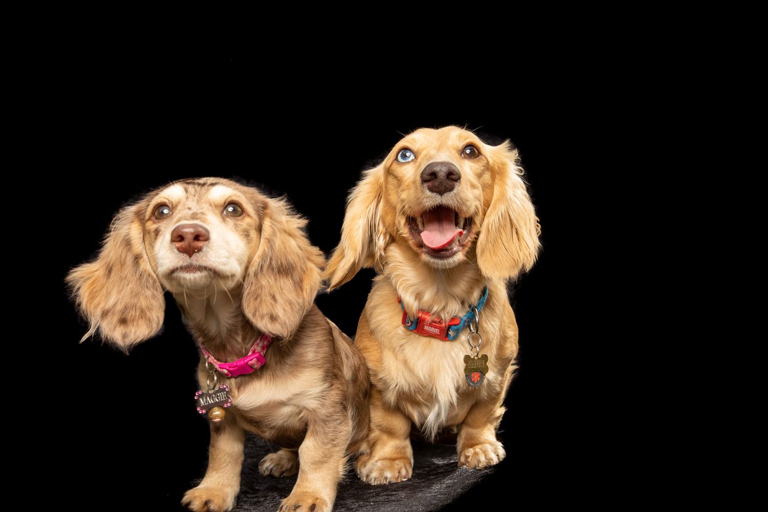 Two cocker spaniels with golden fur photographed against black background.