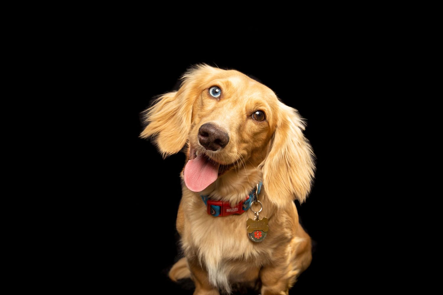 Golden dachshund with floppy ears and tongue out against black background.