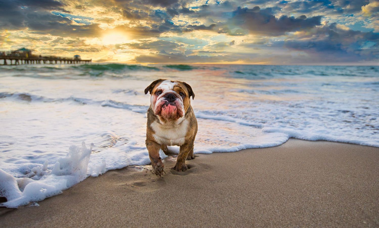 English bulldog playing on sandy beach at sunset with waves crashing behind.