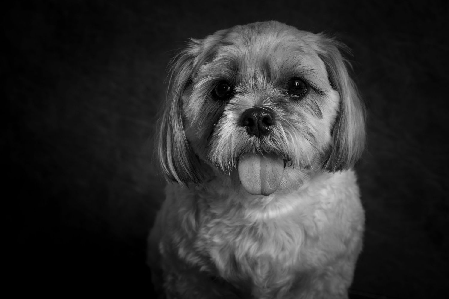 Black and white portrait of Shih Tzu dog with expressive eyes.