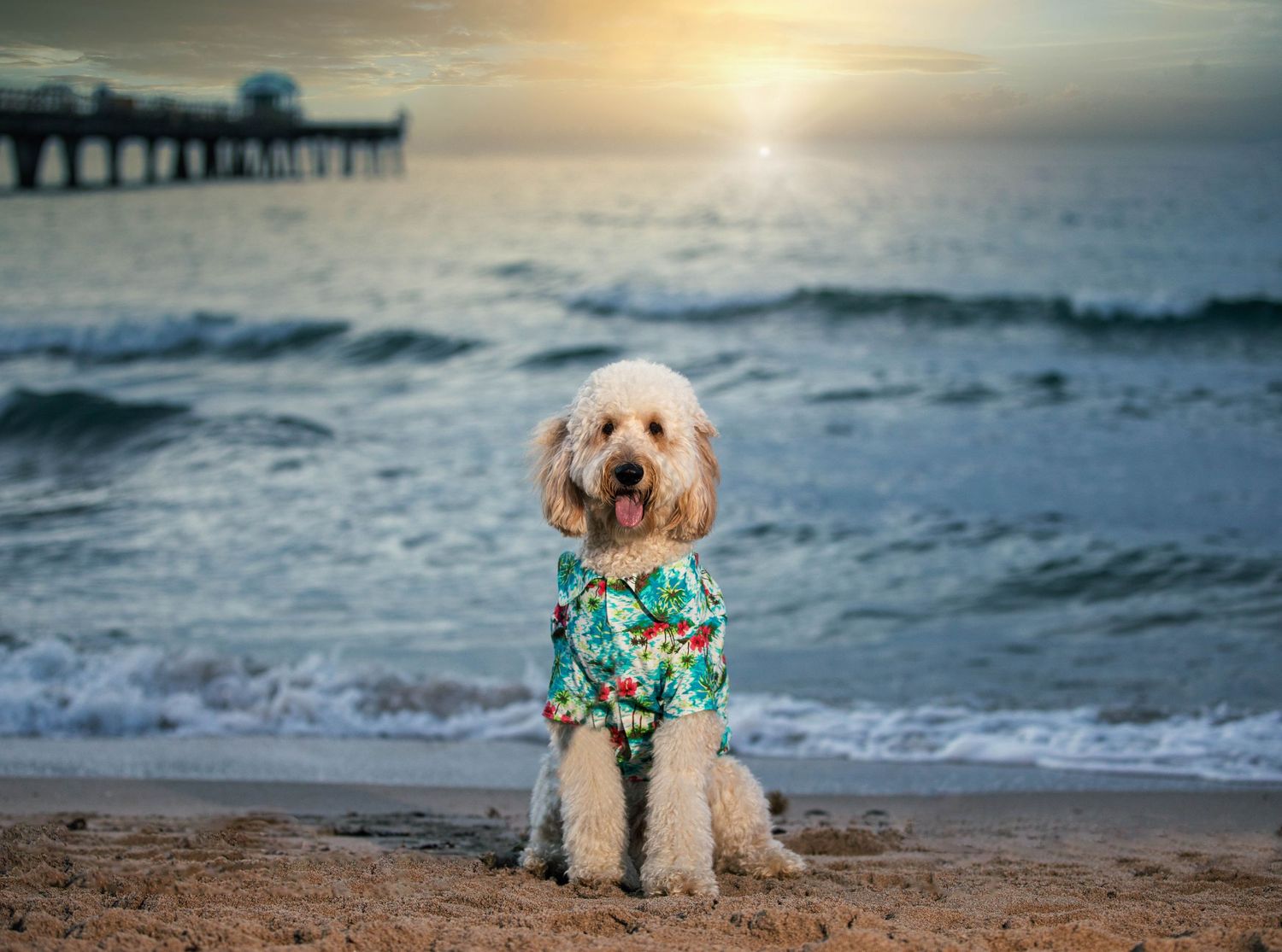 Dog wearing Hawaiian shirt sitting on beach at sunset with pier in background.
