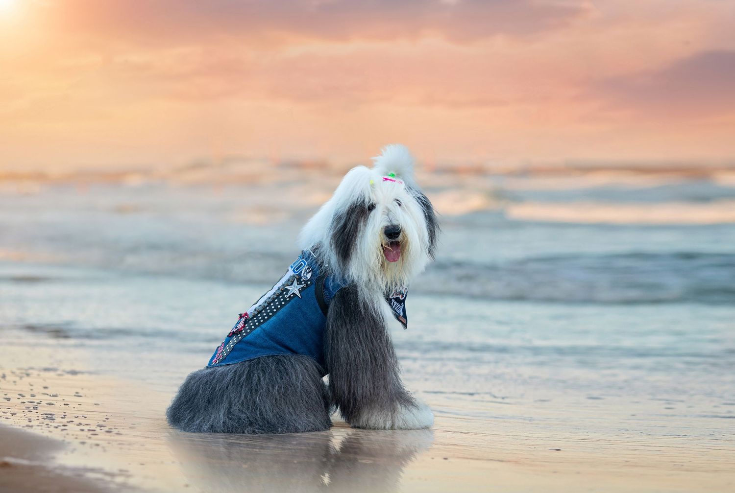 Old English Sheepdog wearing blue vest sitting on beach at sunset.
