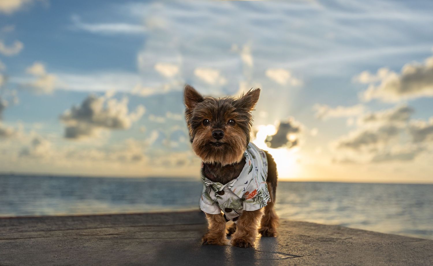 Small terrier wearing patterned shirt stands on dock during coastal sunset.