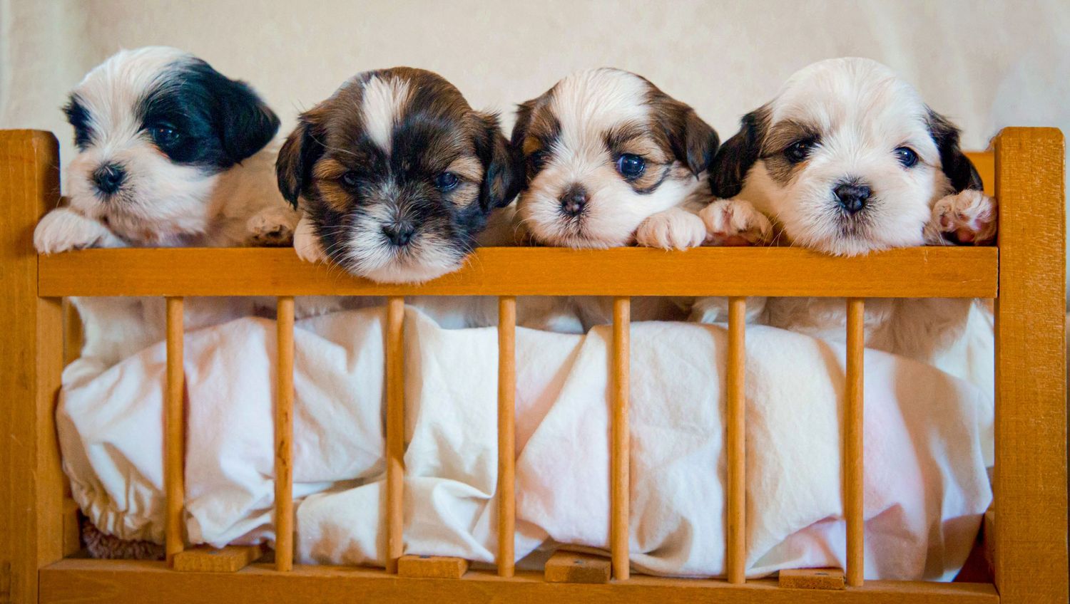 Row of adorable mixed breed puppies peeking over the edge of a wooden crib.