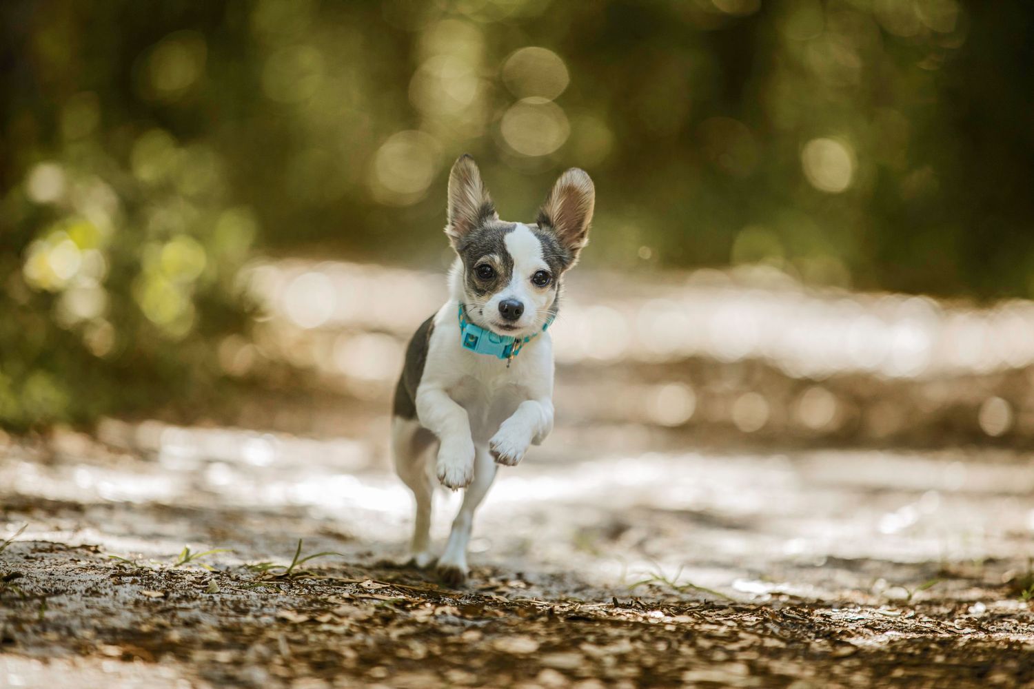 Small dog running joyfully on dirt path with blurred nature background.