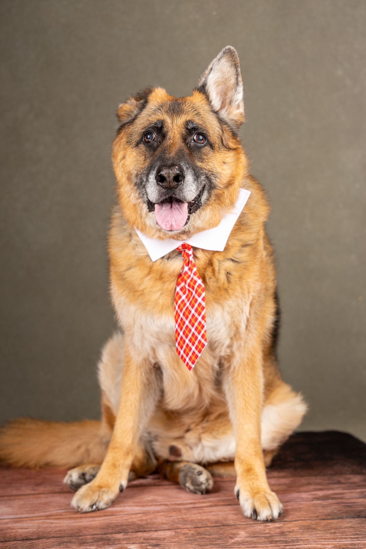 German Shepherd in formal attire with red tie posing for professional photo.