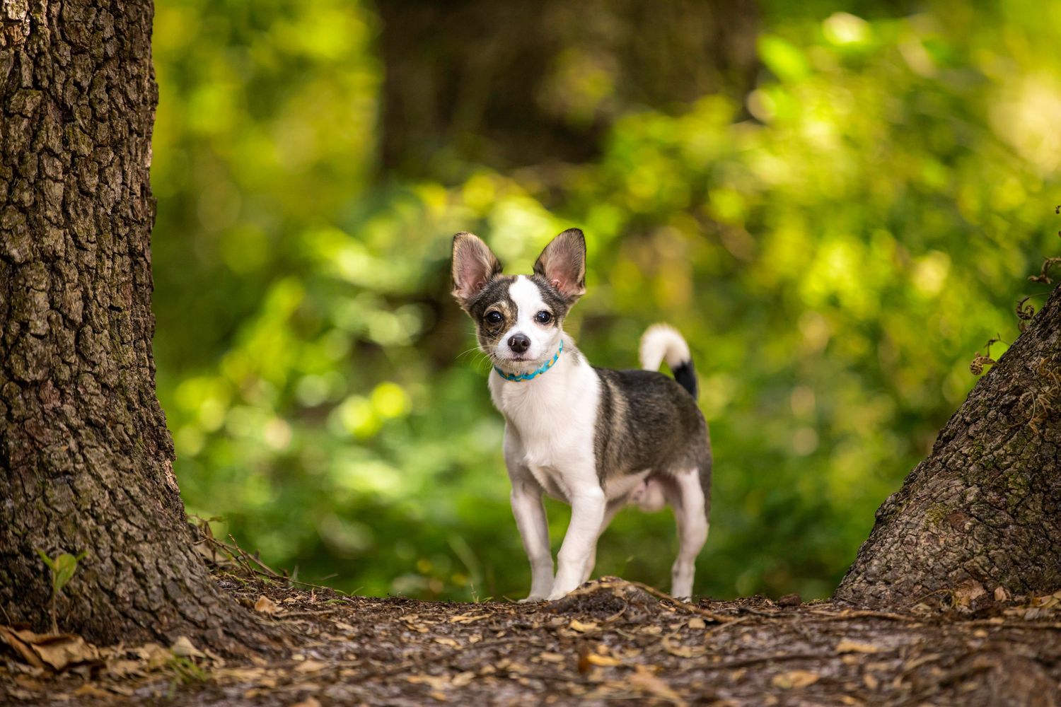 Small chihuahua puppy standing between trees in a sunny forest setting.